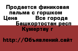 Продается финиковая пальма с горшком › Цена ­ 600 - Все города  »    . Башкортостан респ.,Кумертау г.